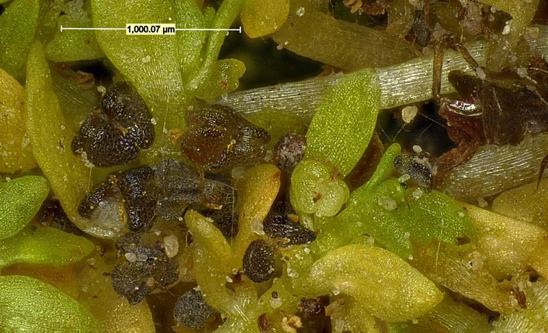 Matted Water-Starwort photo 3