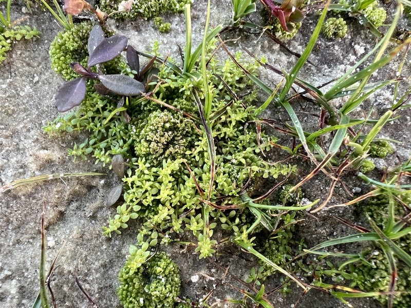 Matted Water-Starwort photo 4