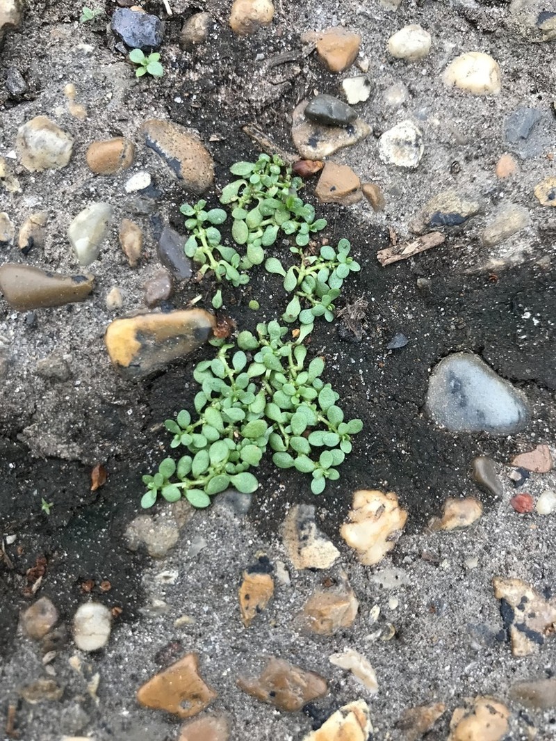 Matted Water-Starwort photo 5