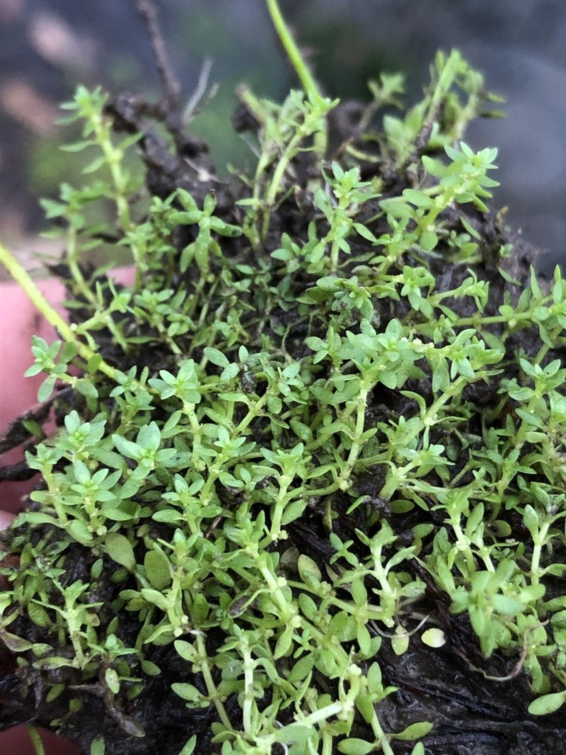 Matted Water-Starwort photo 6