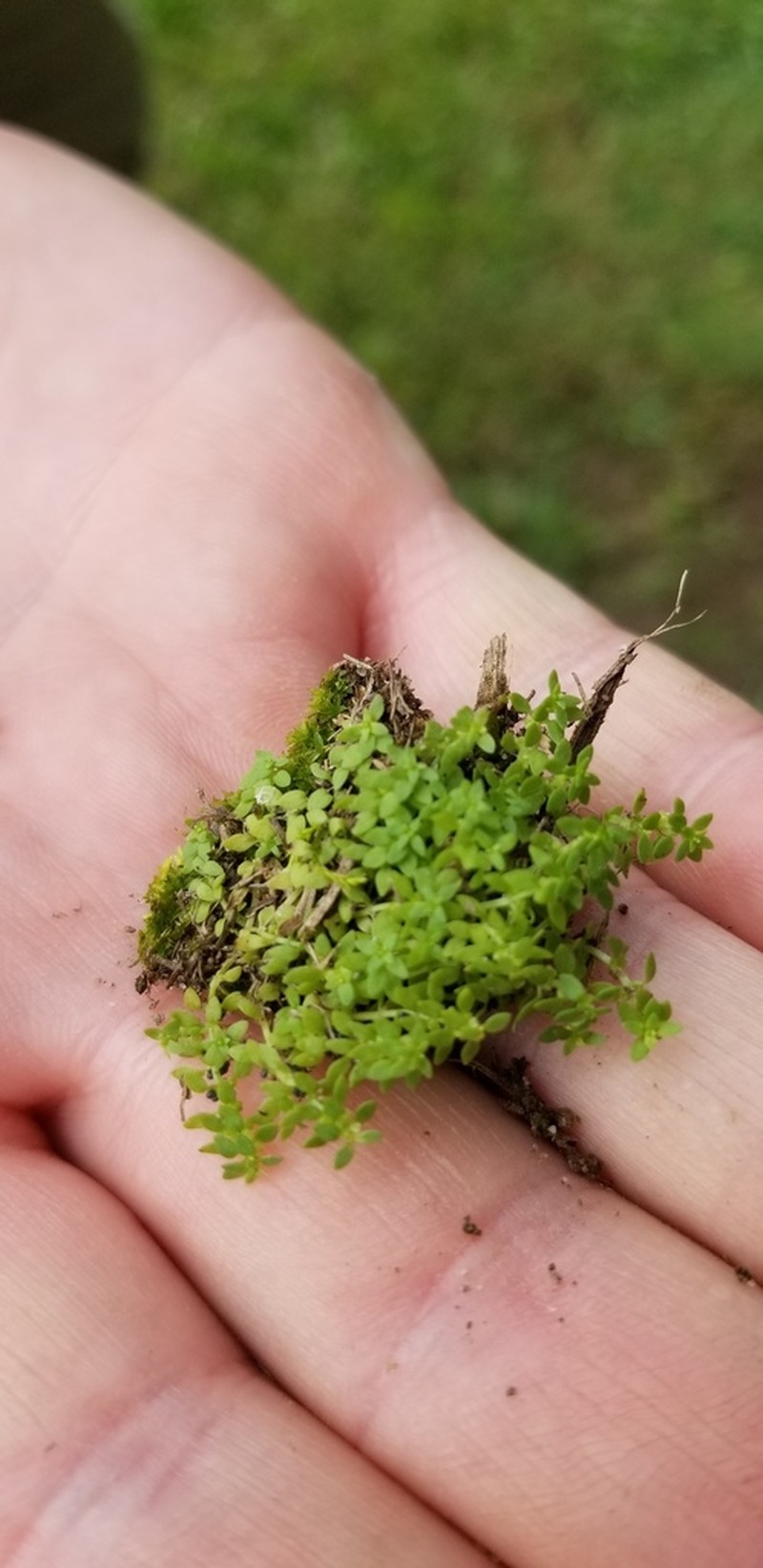 Matted Water-Starwort photo 7