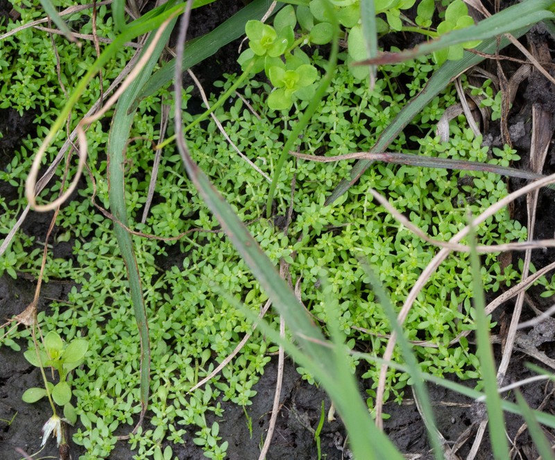 Matted Water-Starwort photo 8