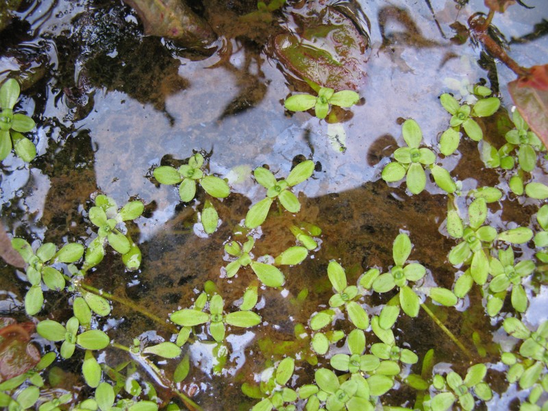 Pond Water-Starwort photo 2