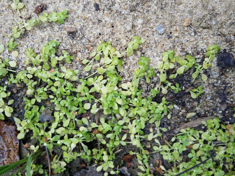 Pond Water-Starwort photo 3