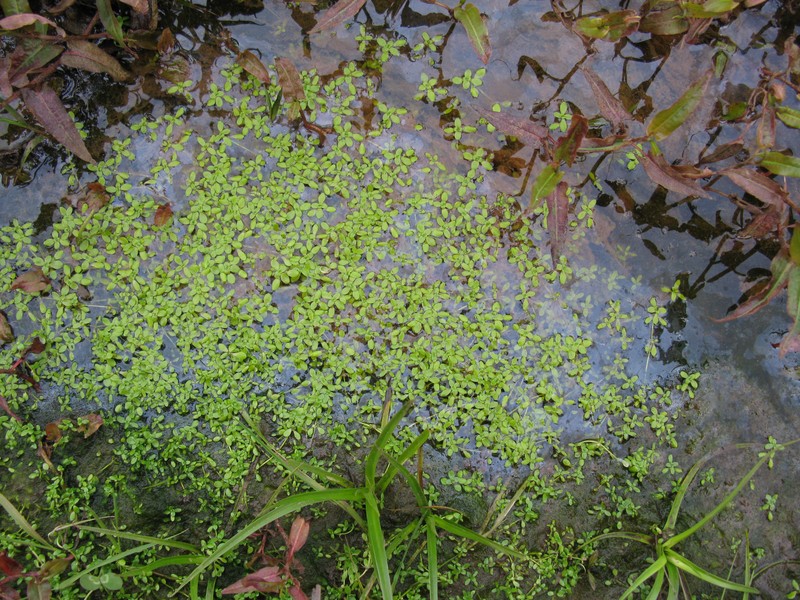 Pond Water-Starwort photo 4