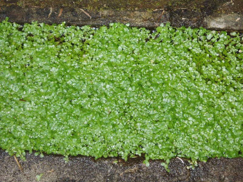 Pond Water-Starwort photo 5