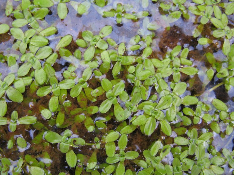 Pond Water-Starwort photo 6