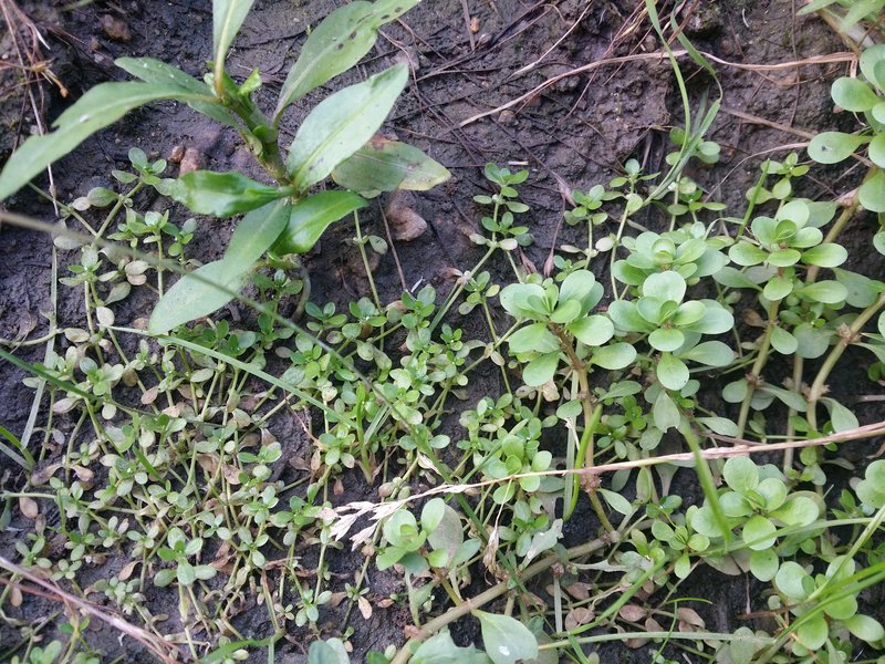 Pond Water-Starwort photo 7