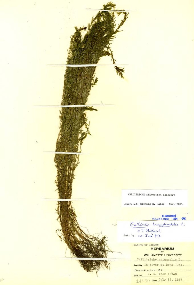 Narrow-Wing Water-Starwort