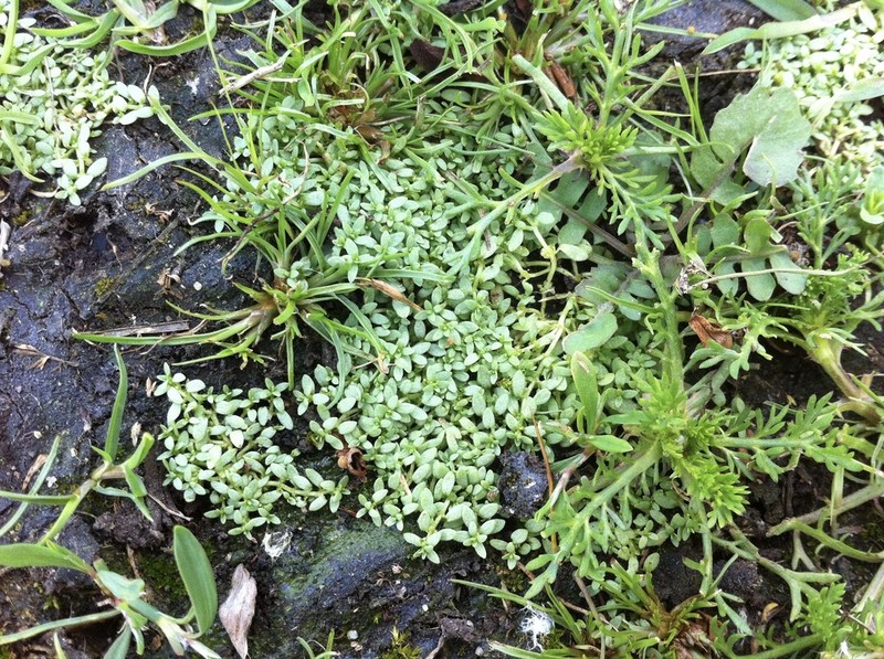 Terrestrial Water-Starwort photo 3