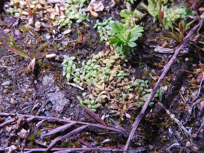 Terrestrial Water-Starwort photo 4
