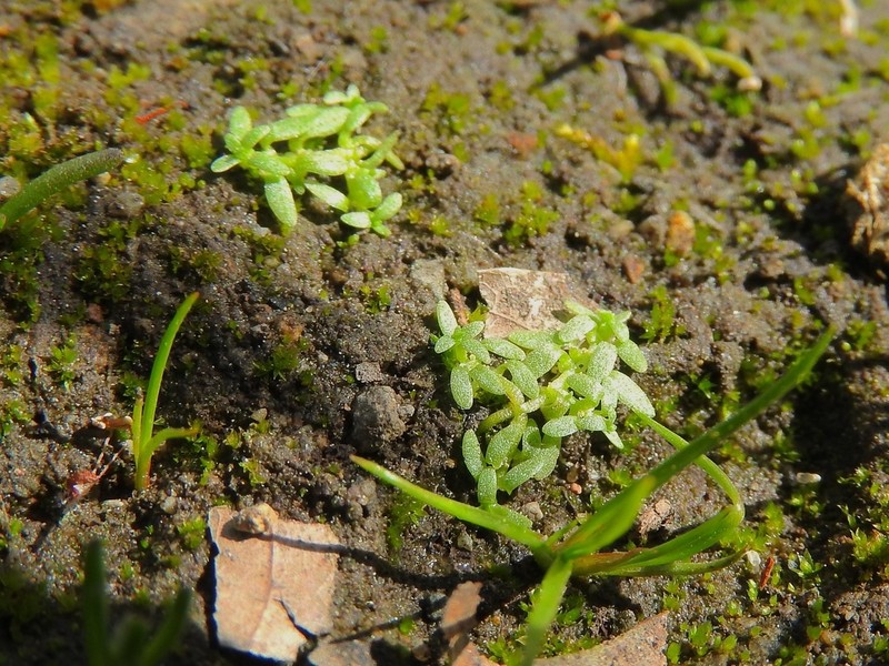 Terrestrial Water-Starwort photo 5