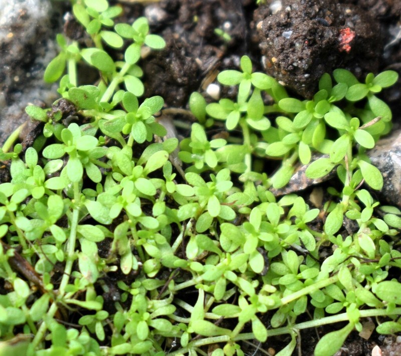 Terrestrial Water-Starwort photo 6