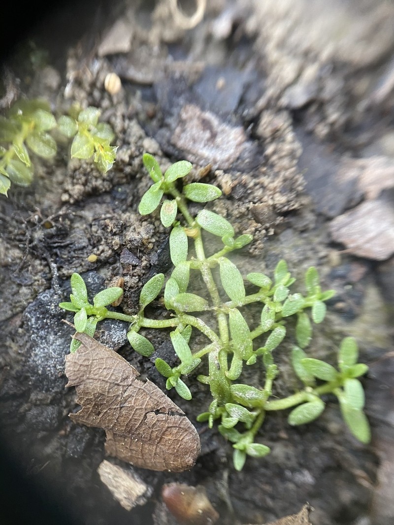 Terrestrial Water-Starwort photo 7
