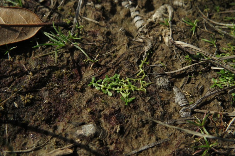 Terrestrial Water-Starwort photo 8
