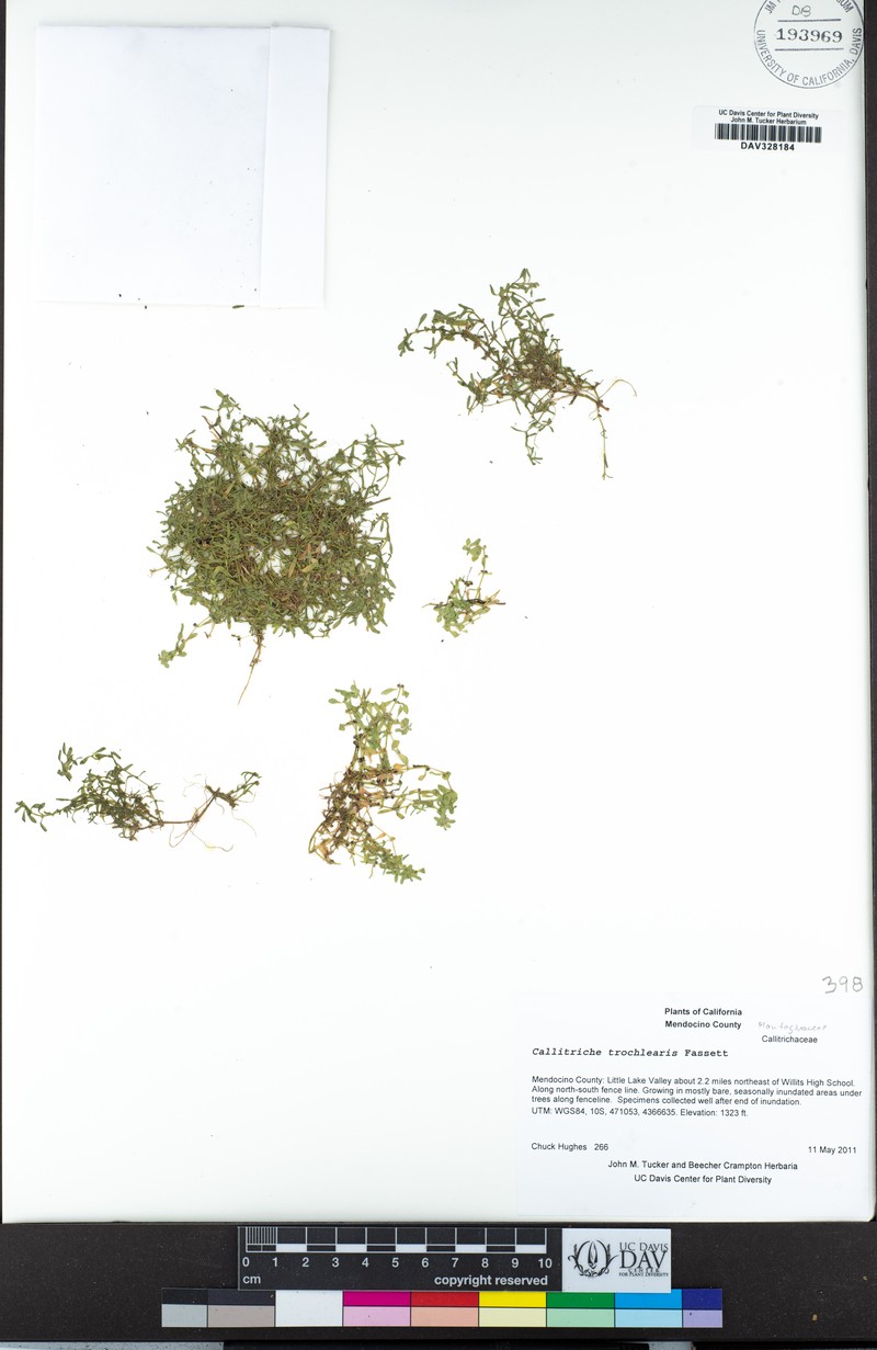 Effluent Water-Starwort photo 2