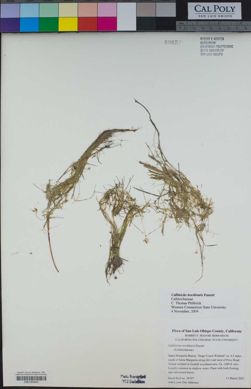 Effluent Water-Starwort photo 3