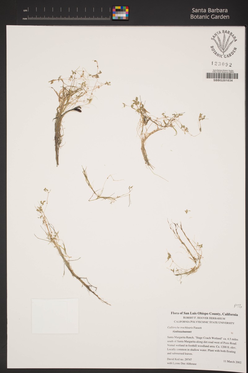 Effluent Water-Starwort photo 4