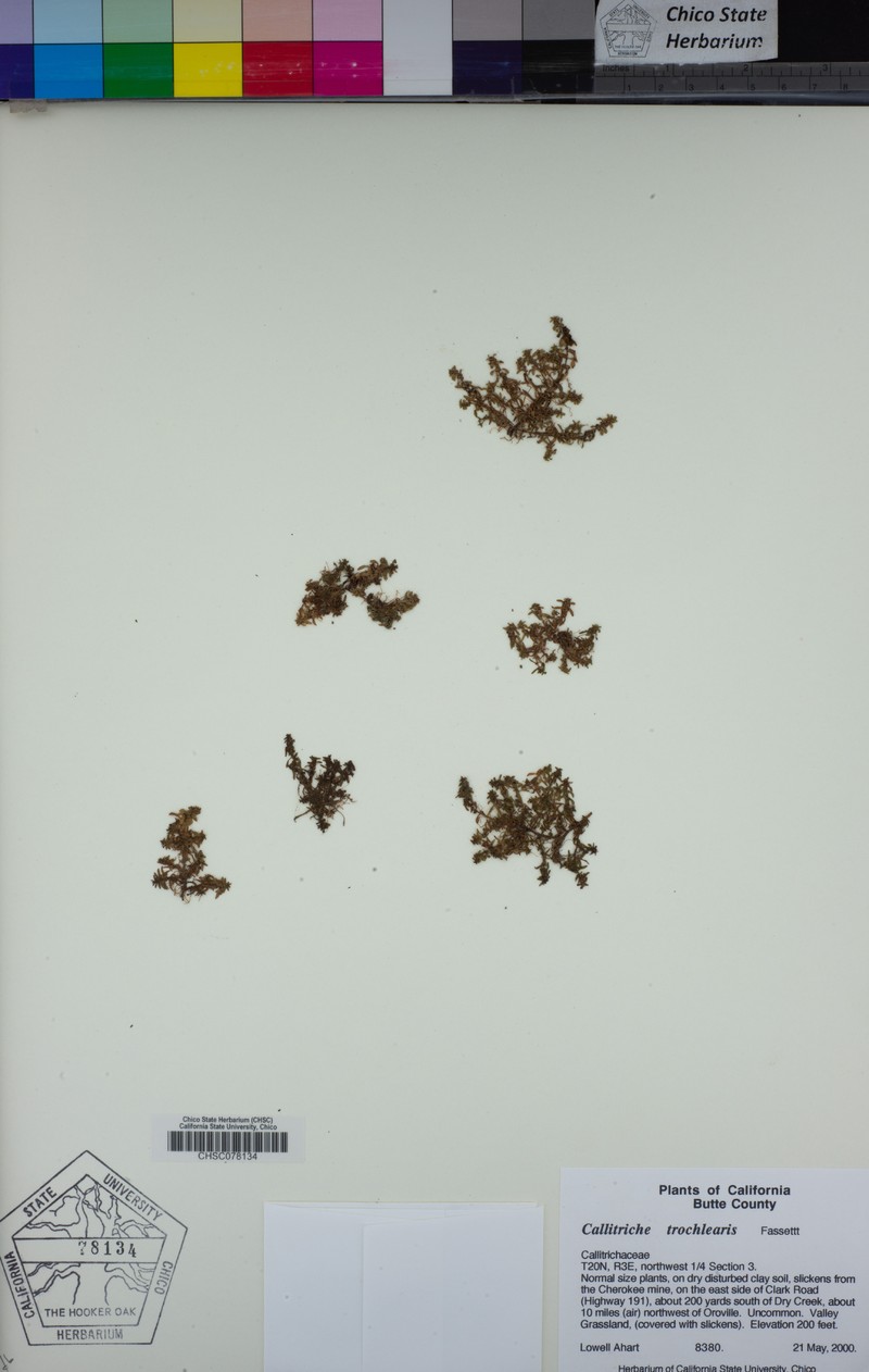 Effluent Water-Starwort photo 5