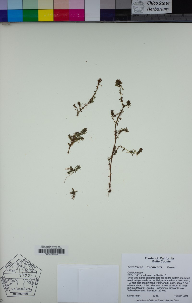 Effluent Water-Starwort photo 6