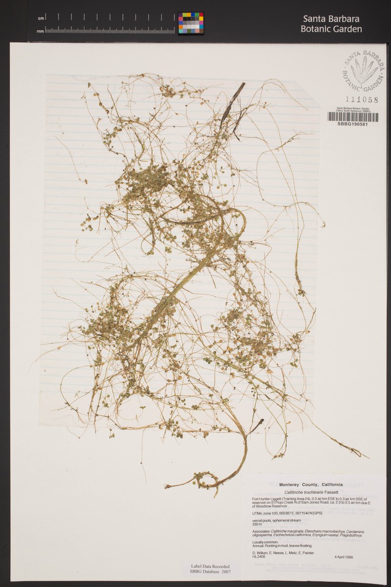 Effluent Water-Starwort photo 7