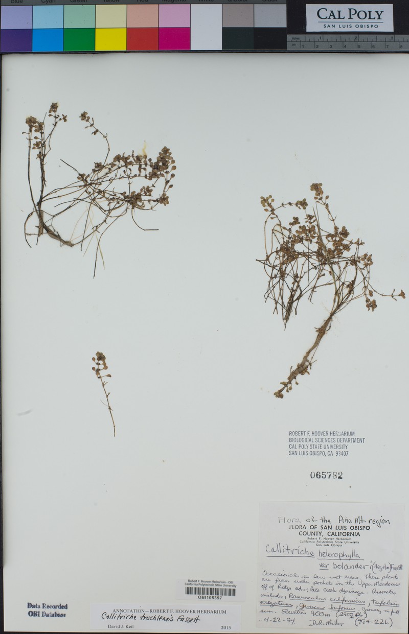 Effluent Water-Starwort photo 8