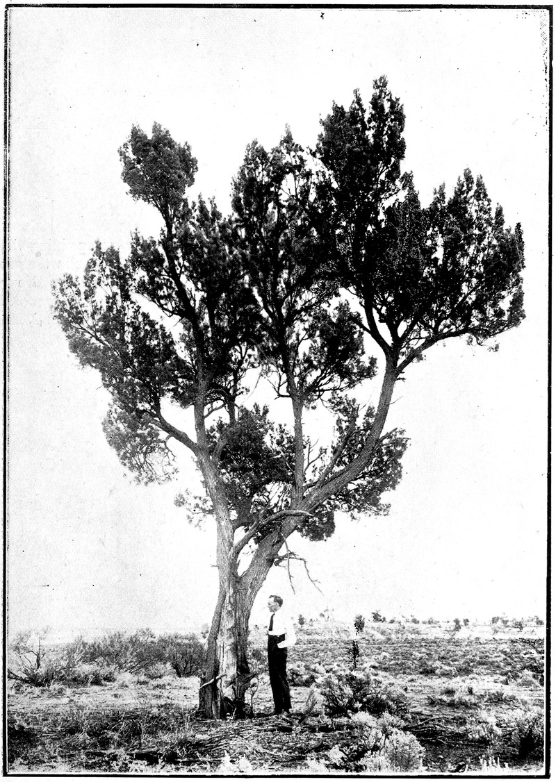 White Cypress-Pine photo 7