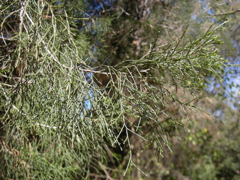 White Cypress-Pine photo 8