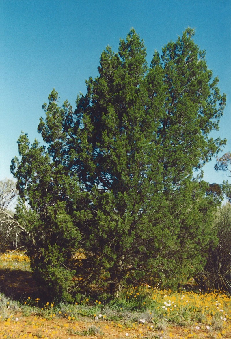 White Cypress-Pine photo 3