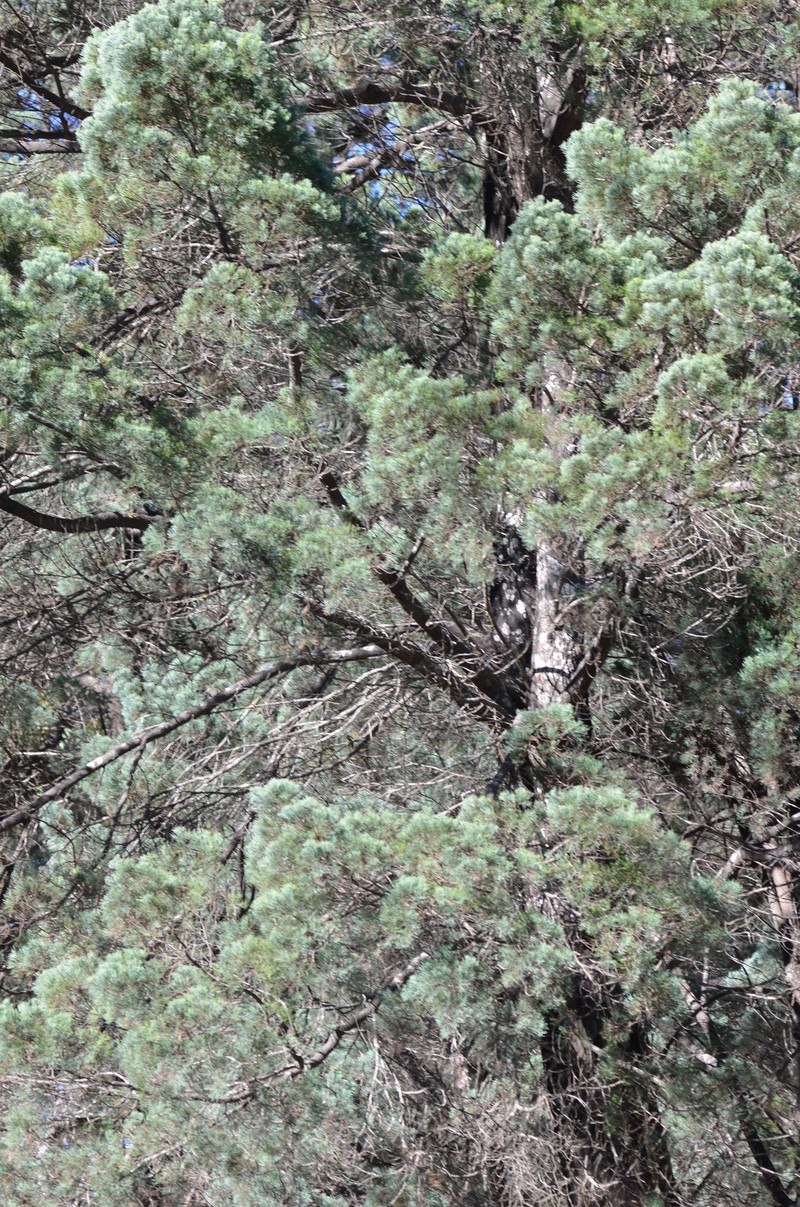 White Cypress-Pine photo 4