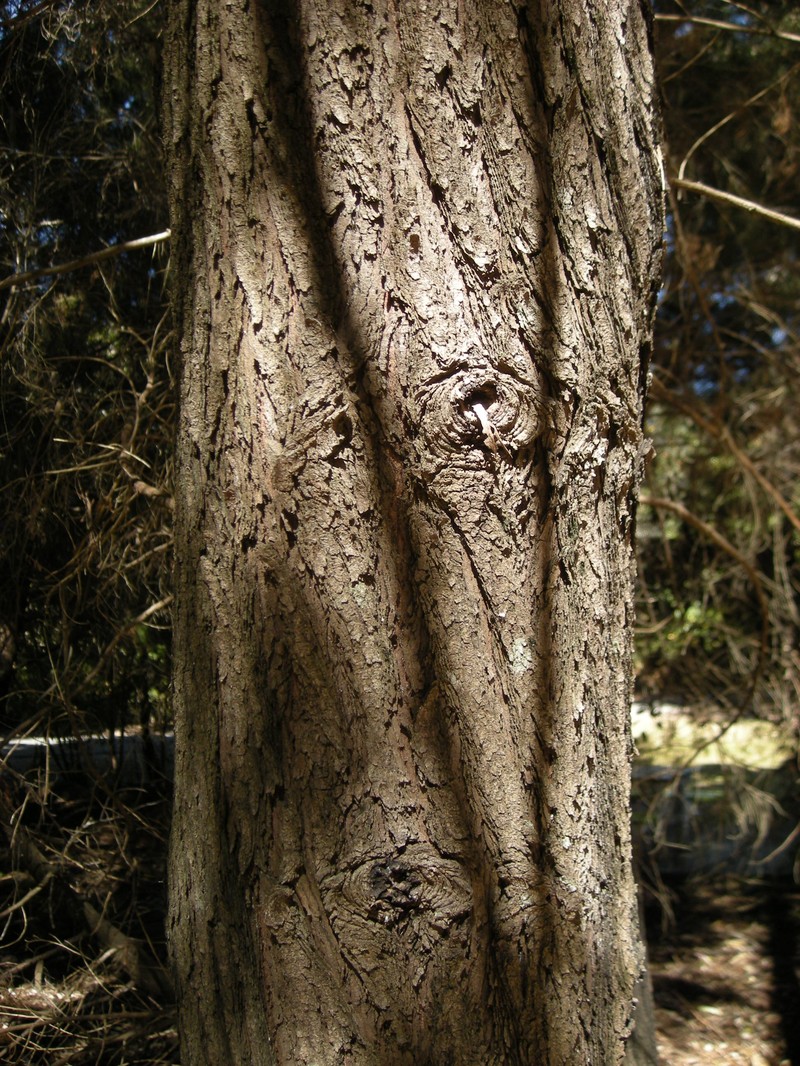 White Cypress-Pine photo 2