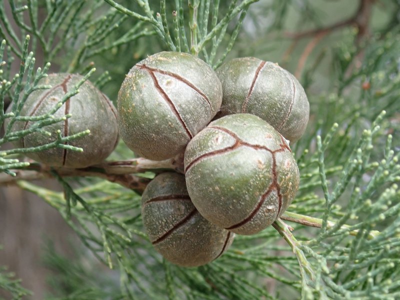 White Cypress-Pine photo 5