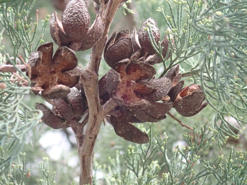 White Cypress-Pine photo 6