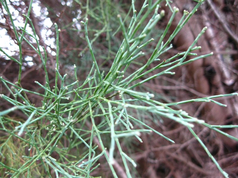 Pigmy Cypress-Pine