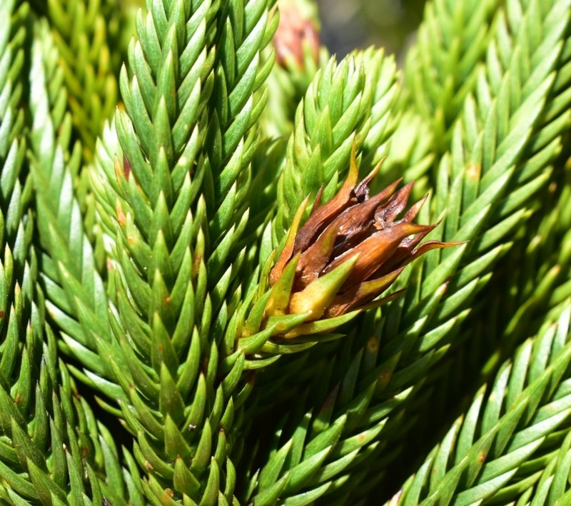 Callitris pancheri