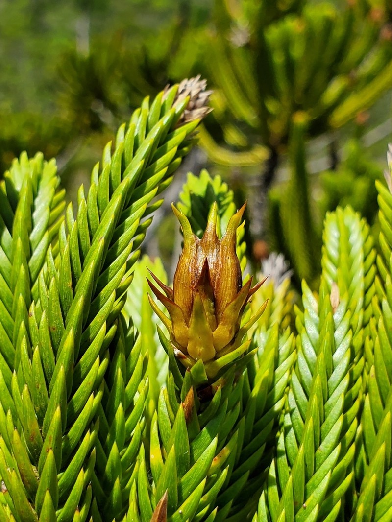 Callitris pancheri photo 2