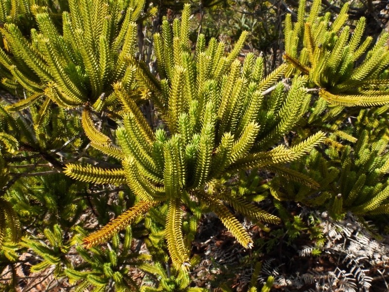 Callitris pancheri photo 4