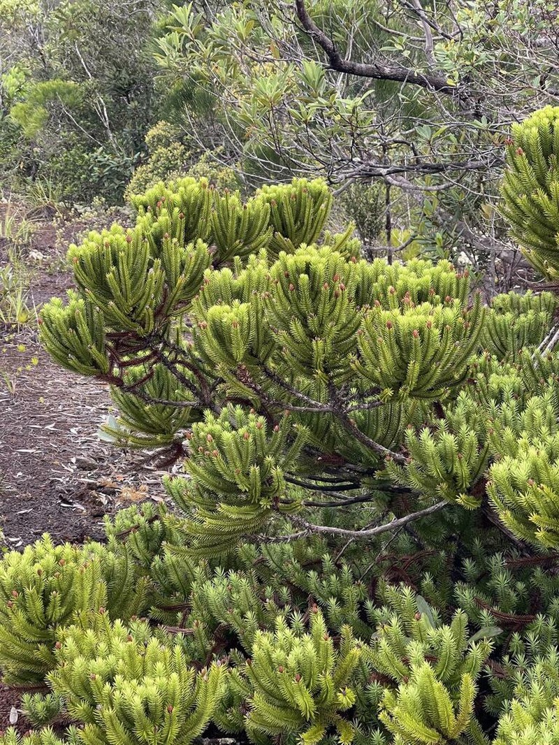 Callitris pancheri photo 8
