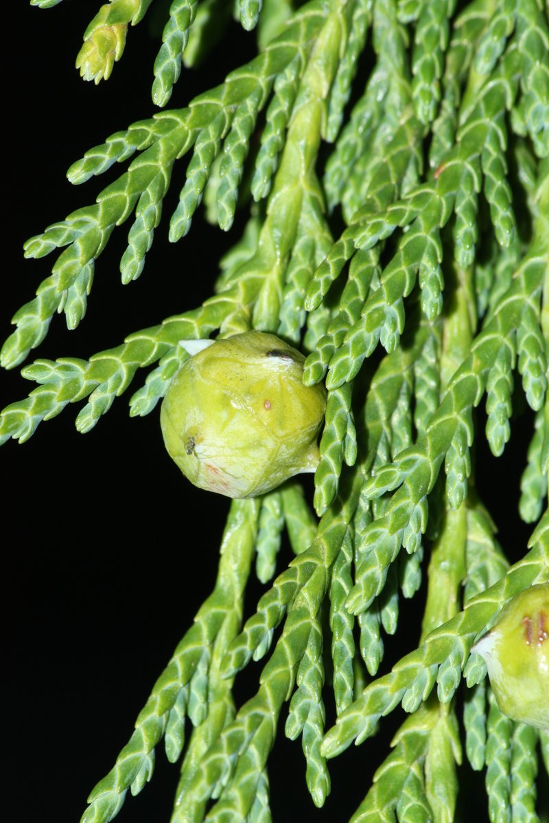 Alaska Cedar