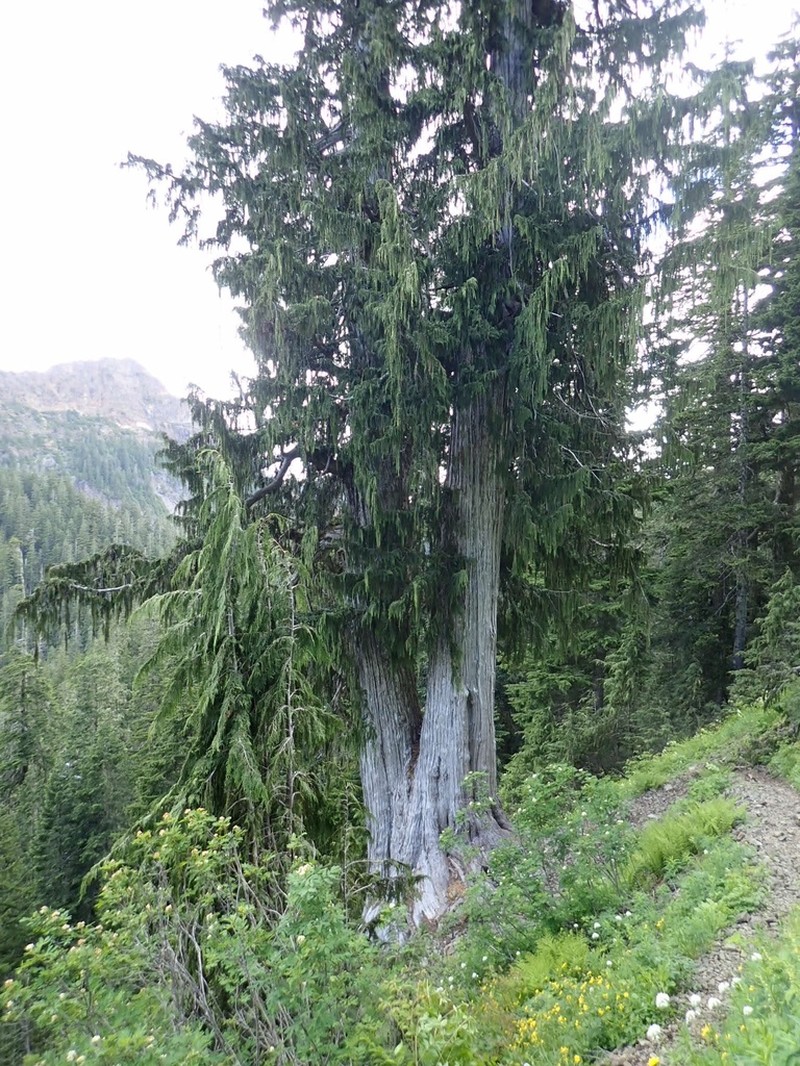 Alaska Cedar photo 2