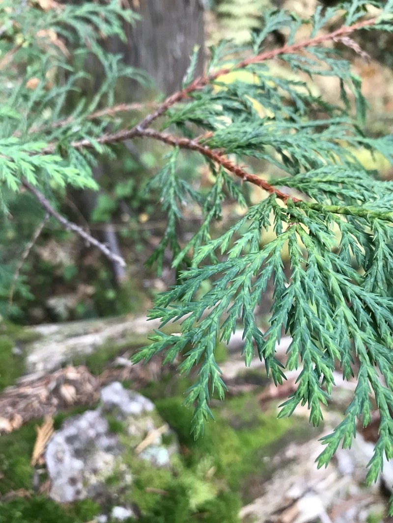Alaska Cedar photo 3