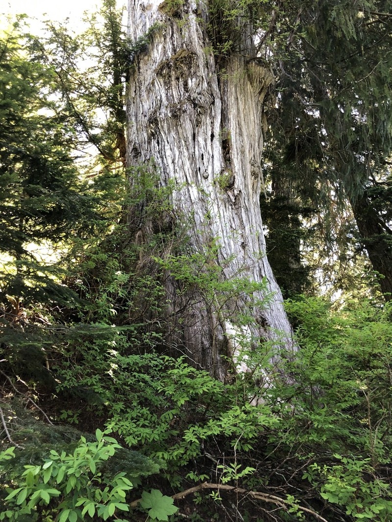Alaska Cedar photo 4