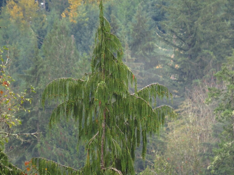 Alaska Cedar photo 5