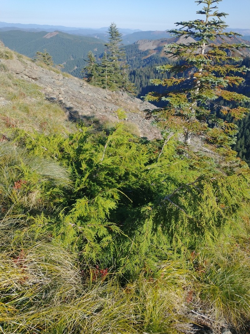 Alaska Cedar photo 6