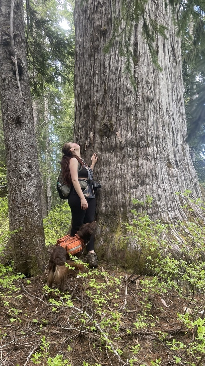 Alaska Cedar photo 7