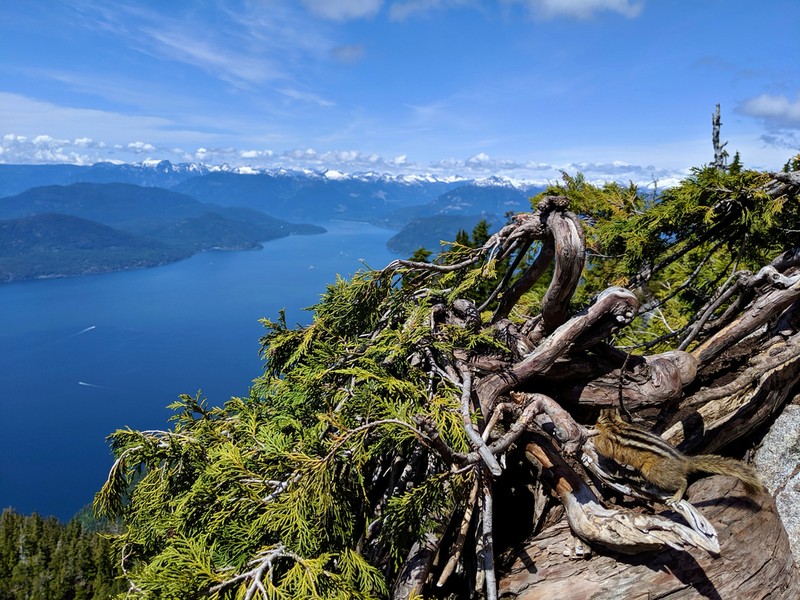 Alaska Cedar photo 8