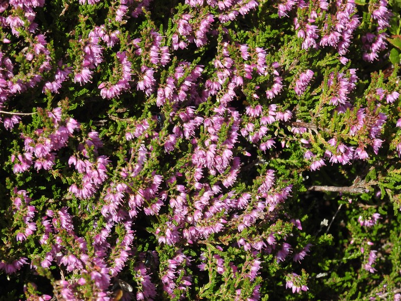Heather photo 2