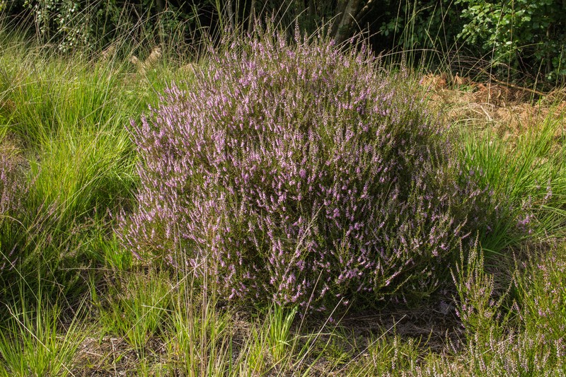 Heather photo 3