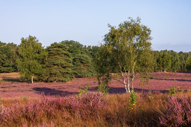 Heather photo 4