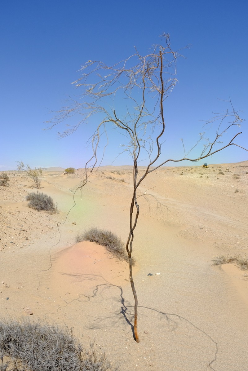 Calobota namibensis